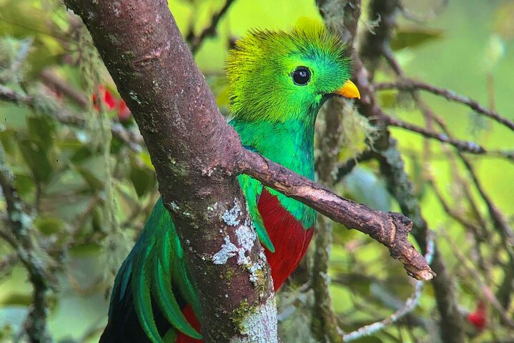 Resplendent Quetzal 
The highlight of this tour adventure in the highlands of Costa Rica. 
Book Today 